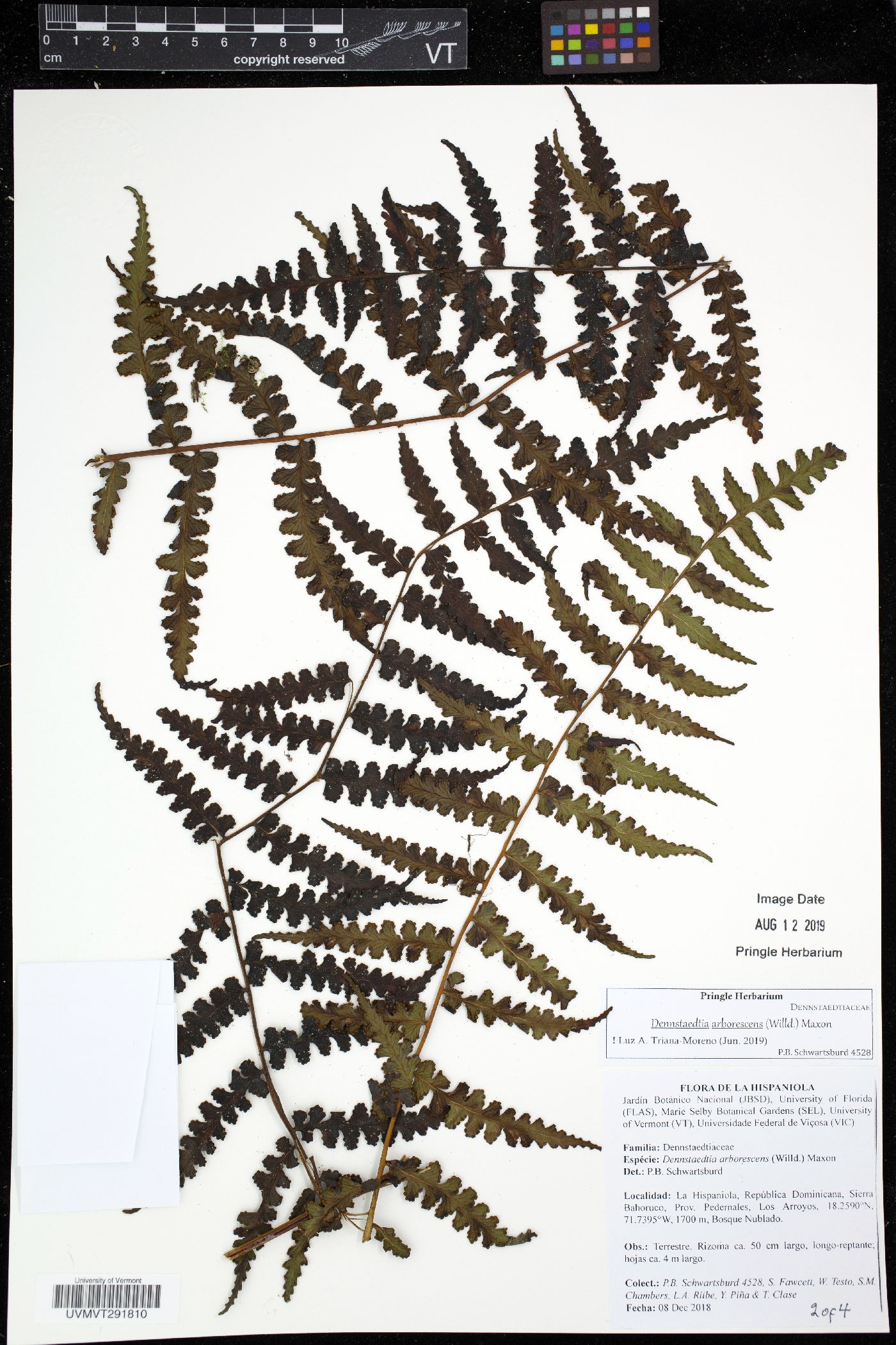 Dennstaedtia arborescens image