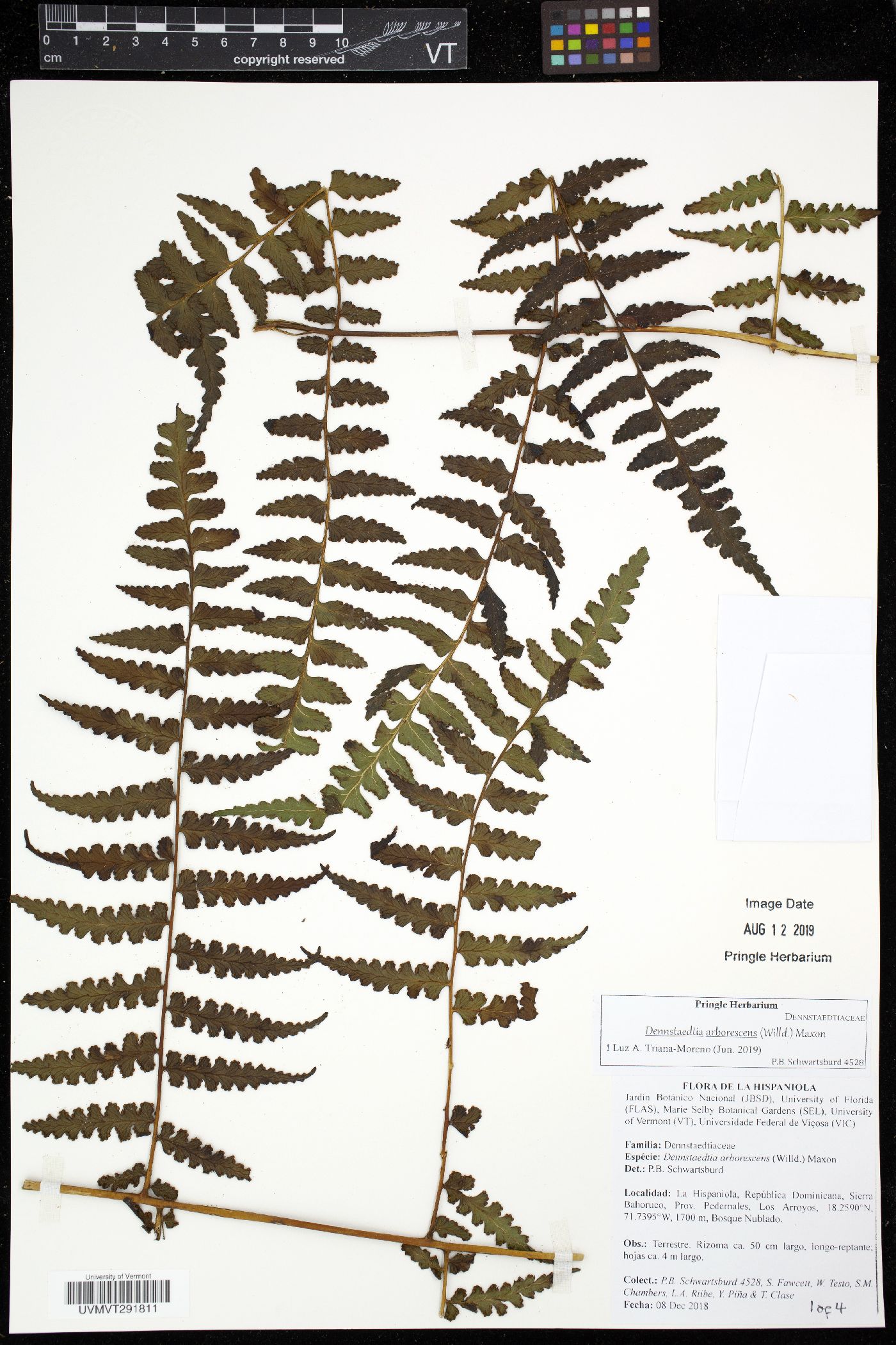 Dennstaedtia arborescens image