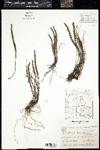 Media resource of Cheilanthes pruinata