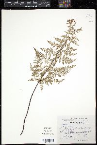 Cheilanthes pyramidalis image