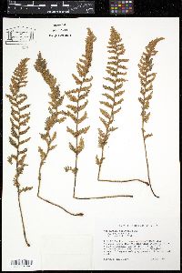 Myriopteris tomentosa image
