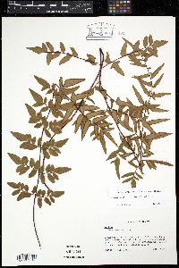 Media resource of Cheilanthes viridis