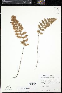 Myriopteris rufa image
