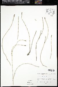 Equisetum variegatum image