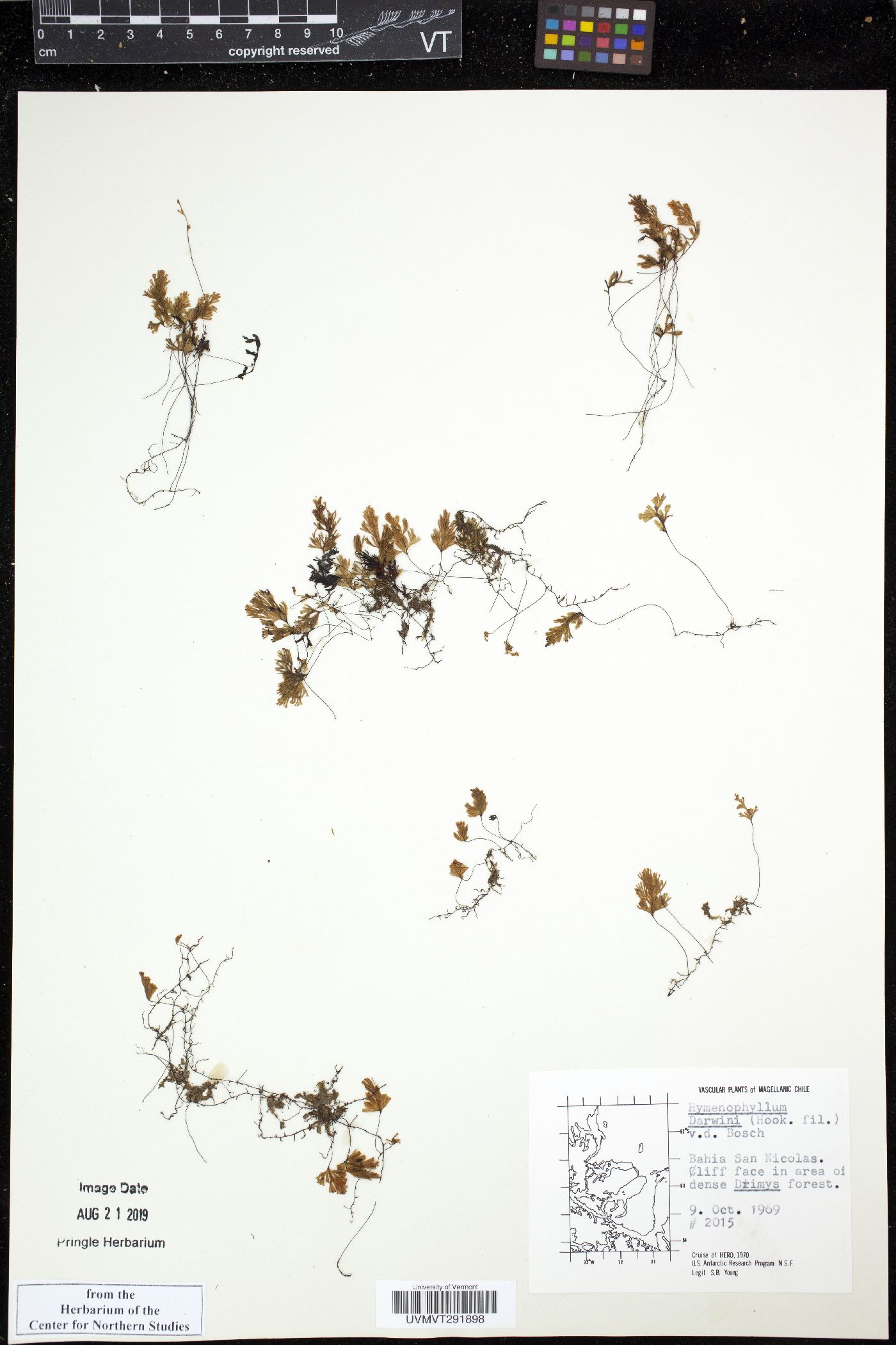 Hymenophyllum darwinii image