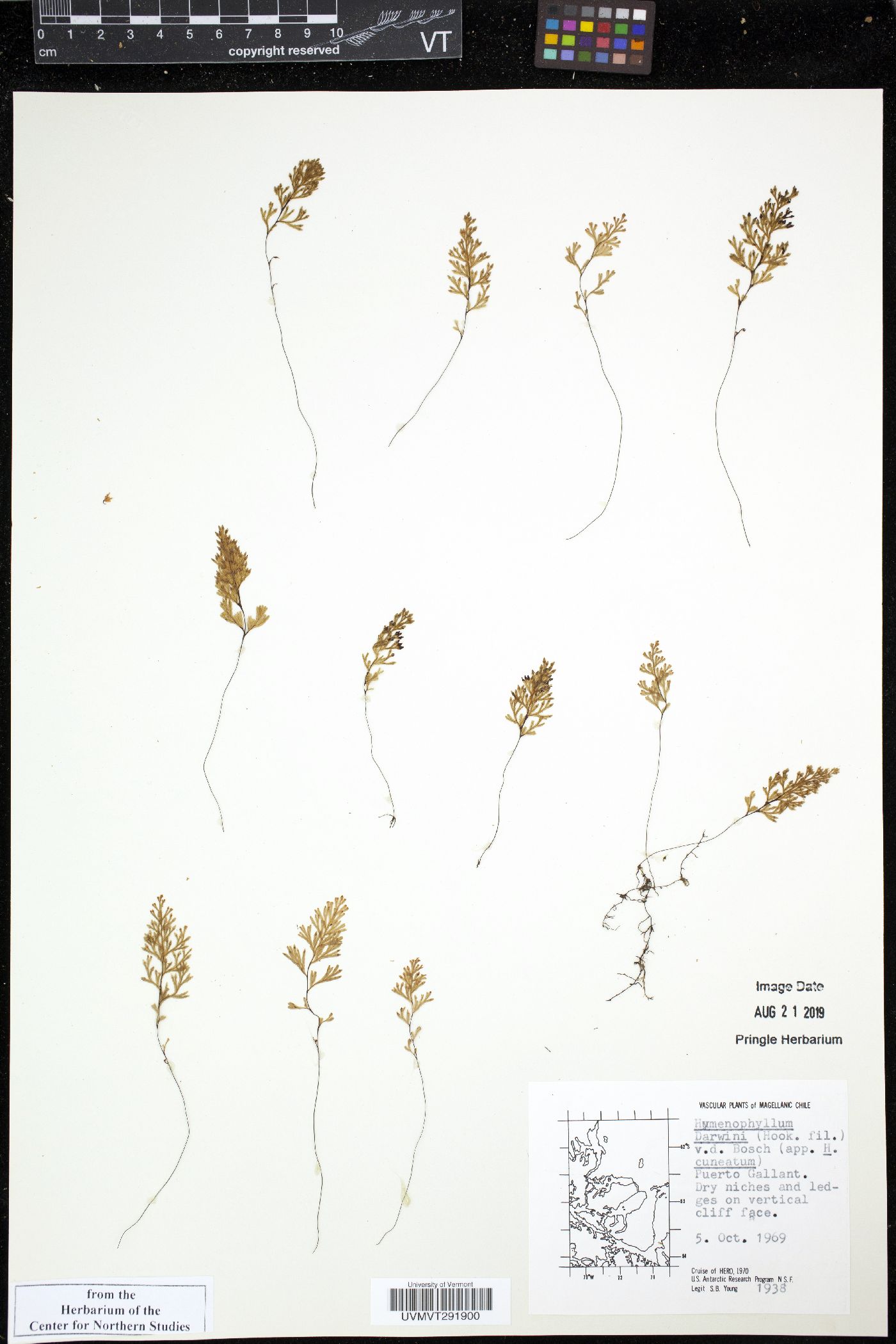 Hymenophyllum darwinii image