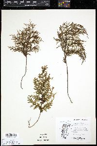 Hymenophyllum magellanicum image