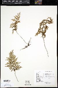 Hymenophyllum magellanicum image
