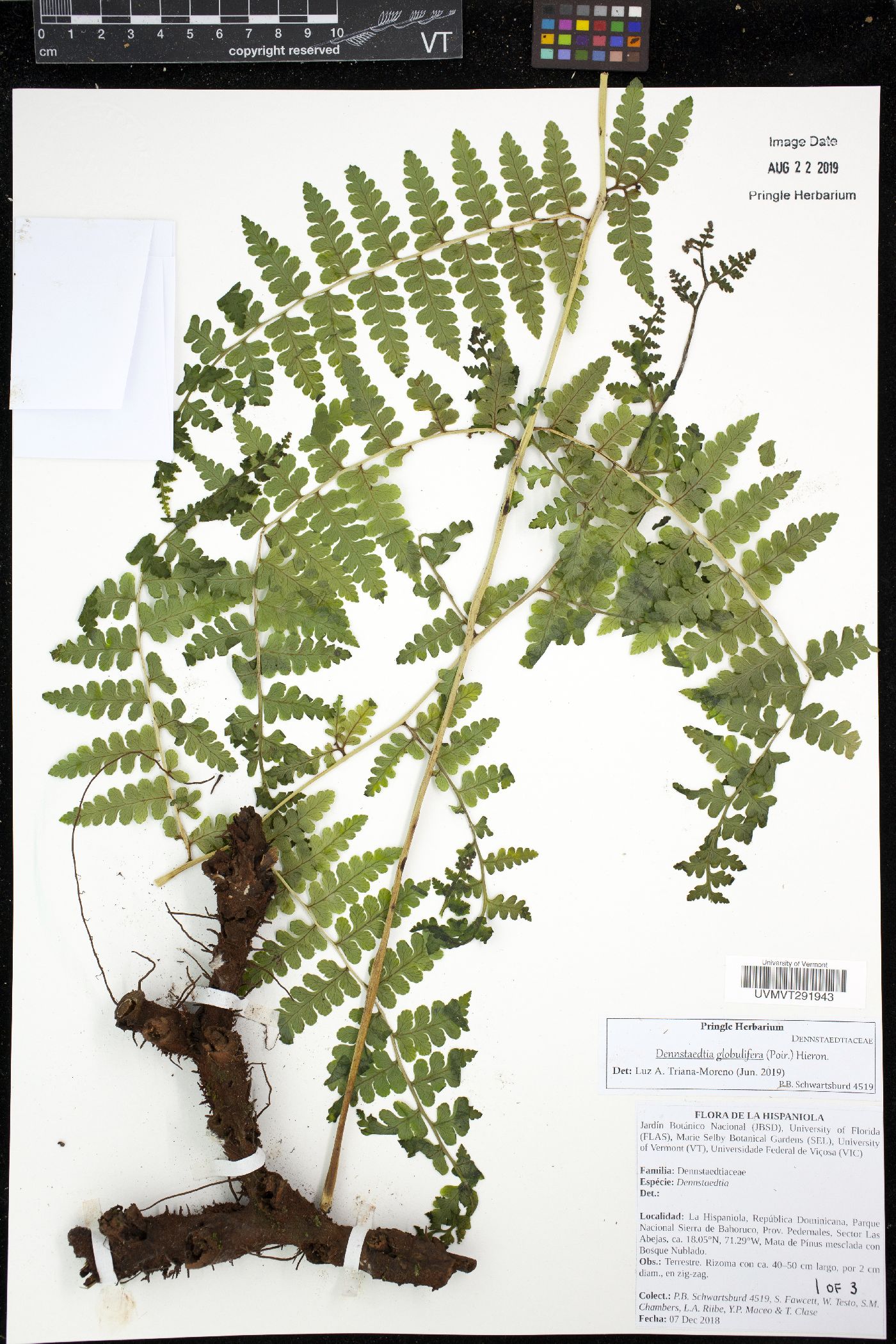 Dennstaedtia globulifera image