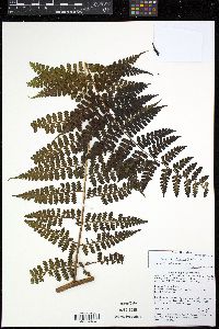 Dennstaedtia globulifera image