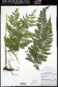 Dennstaedtia bipinnata image