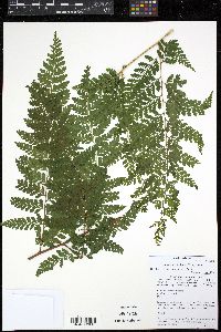 Dennstaedtia bipinnata image