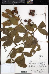 Media resource of Paullinia leiocarpa