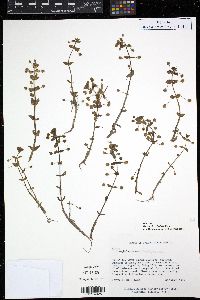 Media resource of Bacopa cyclophylla
