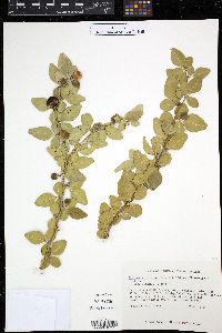 Triphasia trifolia image