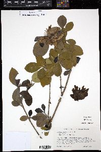 Gardenia jasminoides image