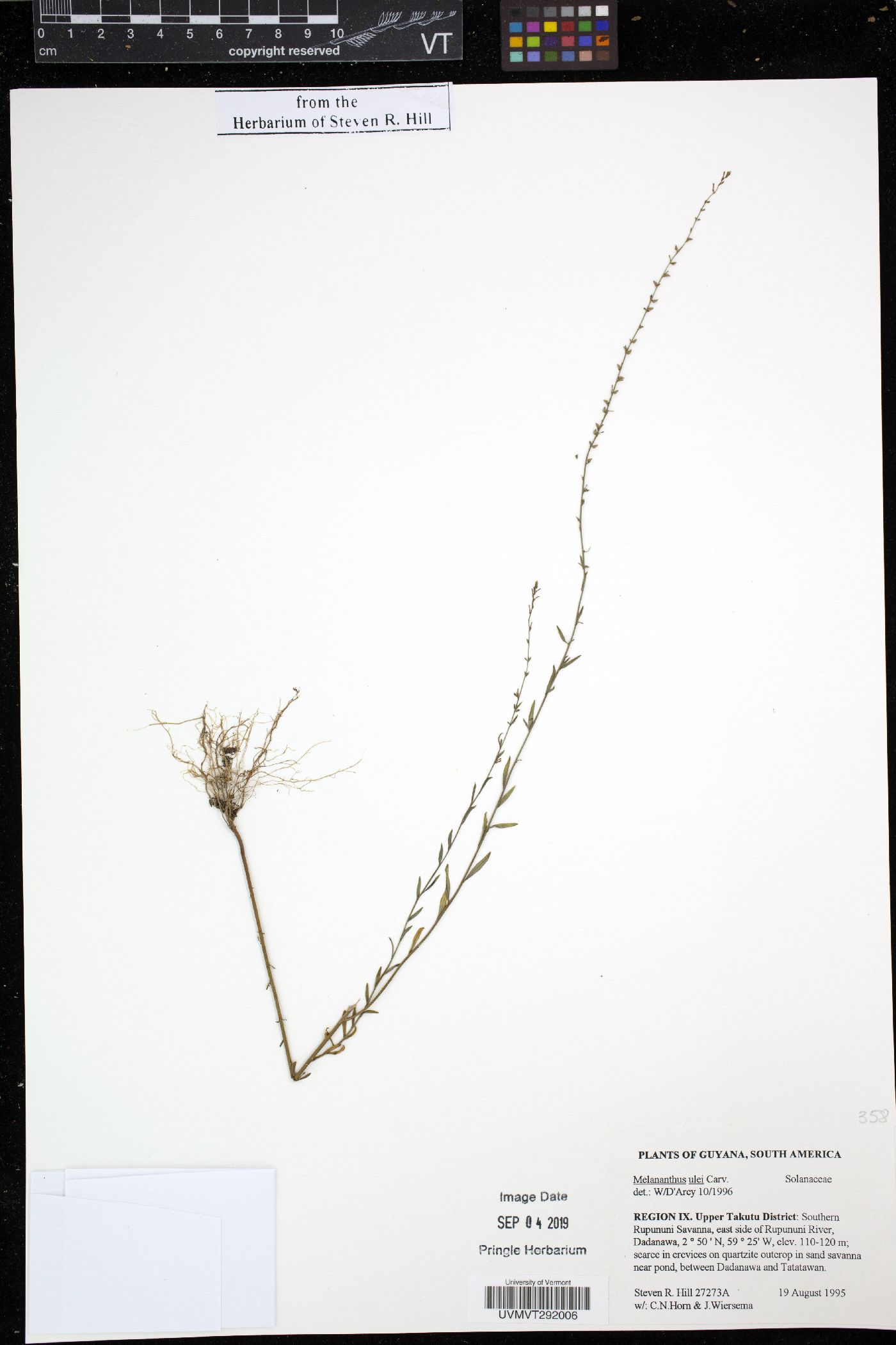 Melananthus ulei image