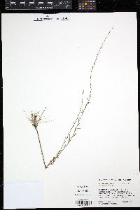 Media resource of Melananthus ulei