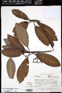 Media resource of Rhizophora harrisonii