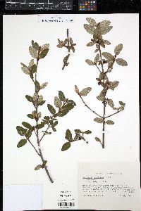 Shepherdia canadensis image