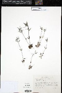 Hedyotis longifolia image