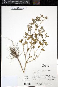 Croton hirtus image