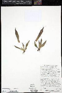 Dudleya lanceolata image