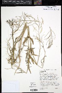 Sisymbrium irio image