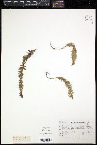 Tmesipteris tannensis image