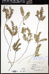 Adiantum viridimontanum image