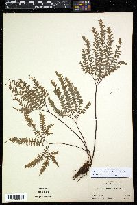Adiantum viridimontanum image