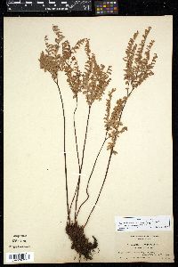 Adiantum aleuticum image
