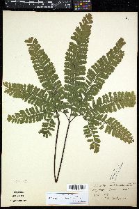 Adiantum aleuticum image