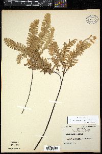 Adiantum aleuticum image