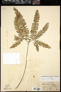 Adiantum aleuticum image