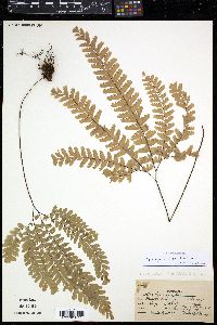 Adiantum aleuticum image