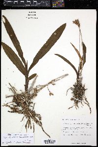 Media resource of Polystachya concreta