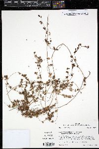 Chamaesyce cordifolia image