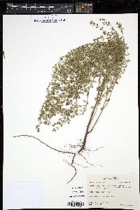 Euphorbia blodgettii image