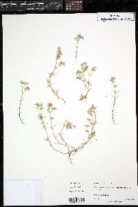 Scleranthus annuus image