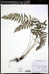 Diplazium unilobum image