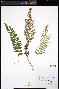 Polystichum dudleyi image