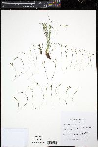 Asplenium septentrionale image