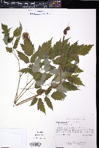 Actaea pachypoda image