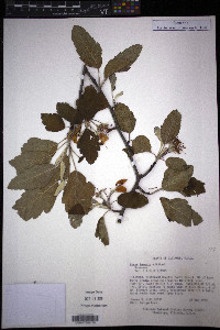 Pyrus ioensis image
