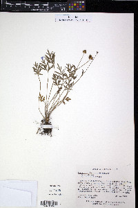 Ranunculus fascicularis image