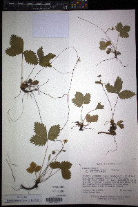 Fragaria vesca image