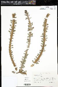 Alluaudia procera image