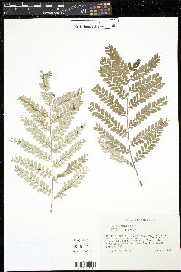 Phyllanthus mimosoides image