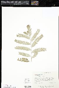 Phyllanthus mimosoides image